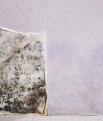 How Can You Tell If Mold Is Hiding in Your Home?